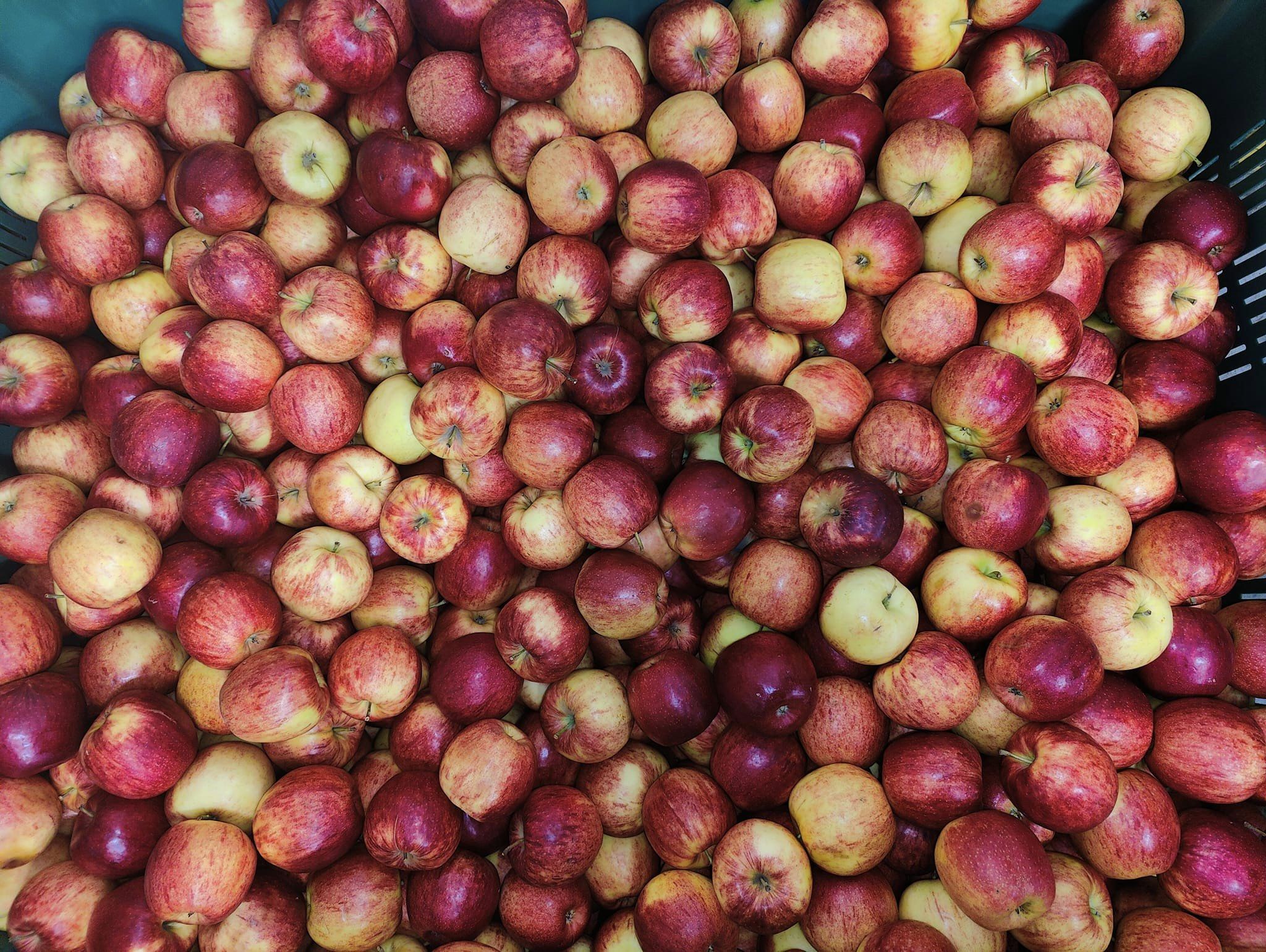 Obuoliai dideli Jonagold